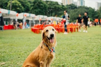 Best Pet Friendly Event Spaces in Singapore for Private Gatherings with Friends