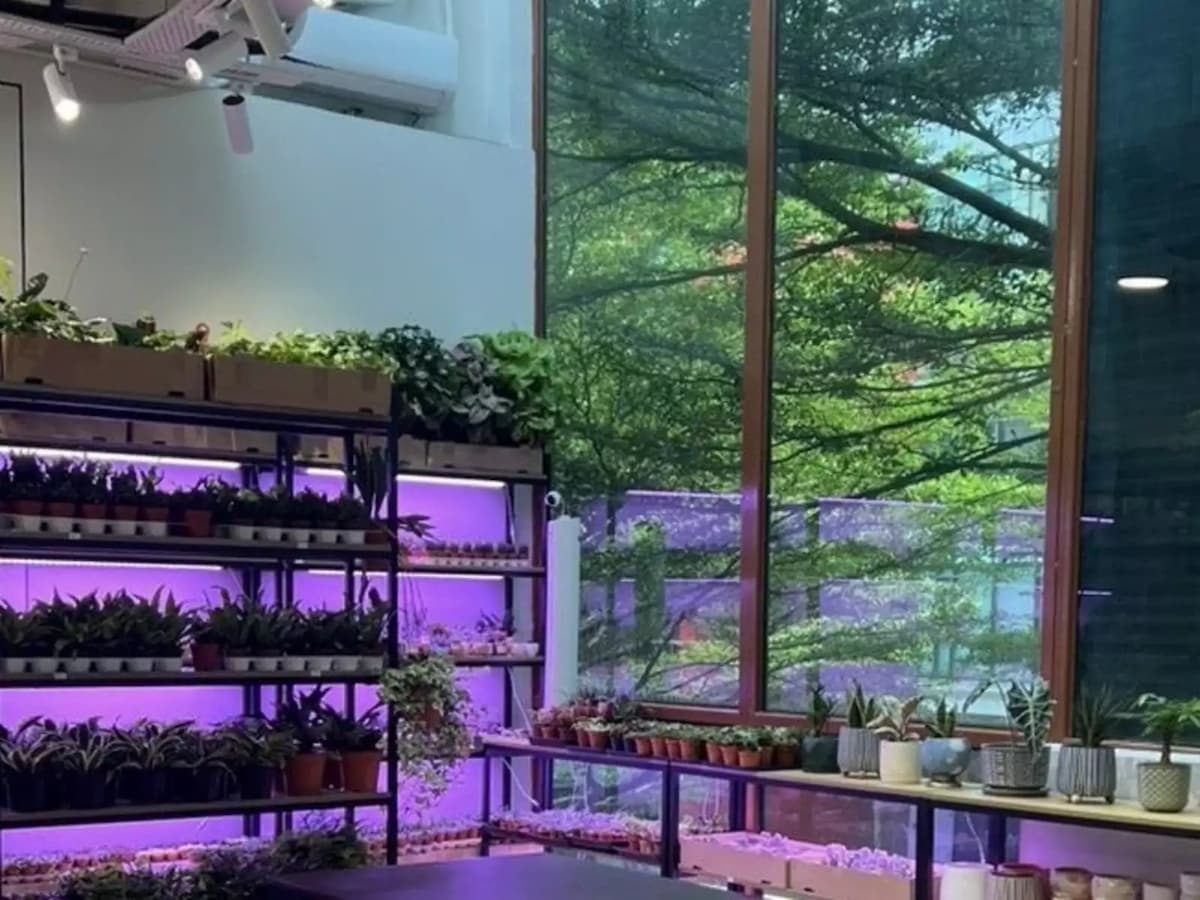 an interior surrounded by plants