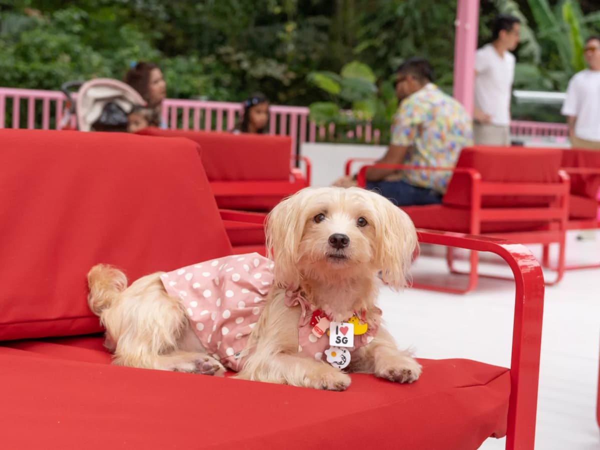 a puppy sitting on a red bench